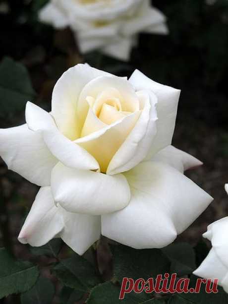 Rose Westfield Star | roses