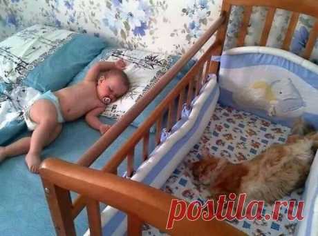 Мне бы такой авторитет, как у этих котиков