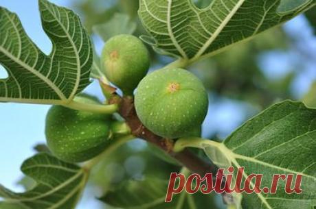 Почему некоторые продукты похожи на органы человека?