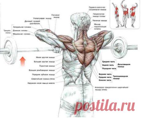 Тяга штанги к подбородку / Спорт Сильных!