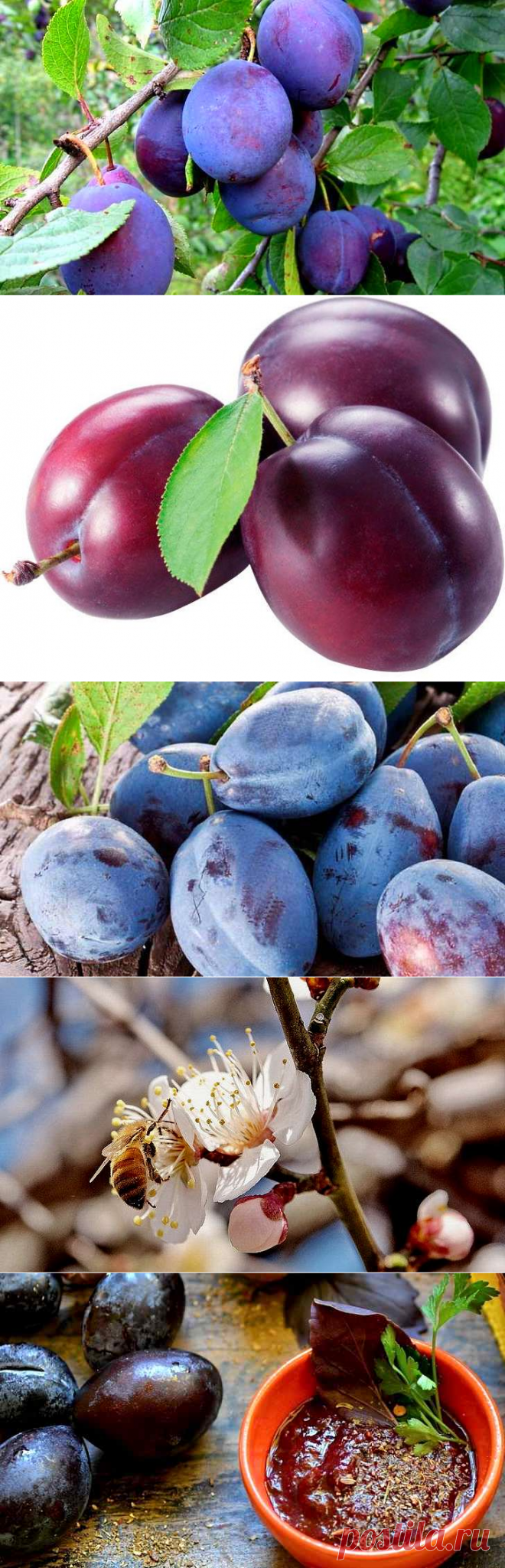 Полезные свойства сливы для человека кулинарные рецепты
Очень полезен чернослив. Людям, которые страдают запорами, рекомендуется съедать на ночь несколько сушеных плодов. Слабительным действием также обладают настои и компоты из чернослива.