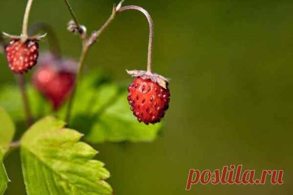 Польза сладкой ягоды: чем полезна земляника и как ее правильно хранить — Домашние заботы