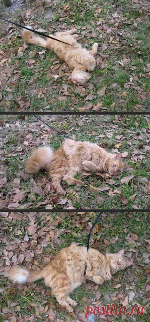 Новые КОТОприколы / Питомцы