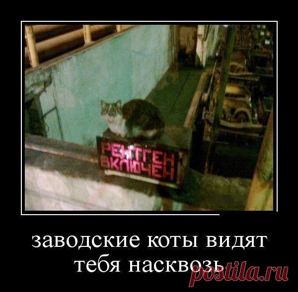 Смешные демотиваторы / Приколы