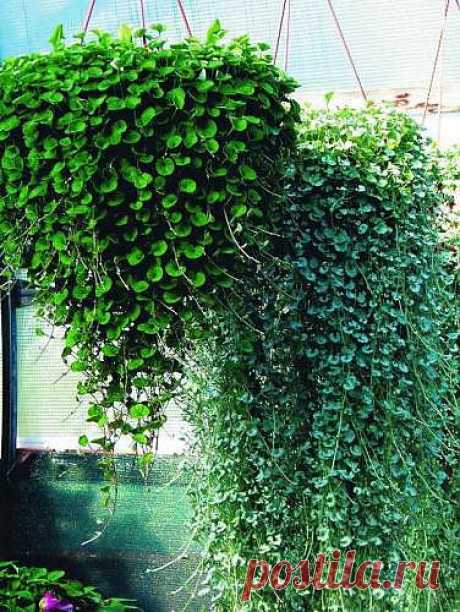 Дихондра - растение-водопад и уход за ним