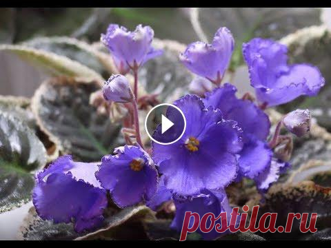 Вы купили фиалку.... Как ухаживать и как размножать сенполию (узамбарскую фиалку) рассказывает Светлана Дерягина на выставке