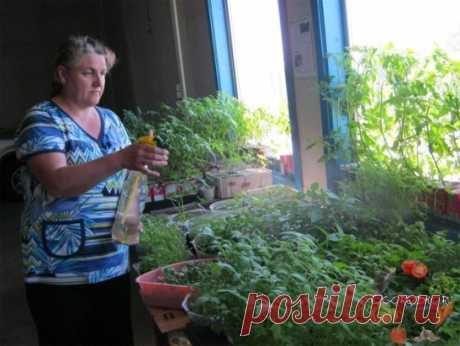 10 помощников дачника из аптеки и хозяйственного магазина 
 
В начале каждого дачного сезона я обязательно заглядываю в аптеку и хозяйственный магазин. Зачем? Скажу по секрету, что самые простые средства помогают решить множества сложных садово - огородных проблем. 
 
В аптеке были куплены дегтярное и серно-дегтярное мыло. Они хороши для добавления в отвары и настои трав против вредителей и болезней, потому что не просто обеспечивают хорошее прилипание, но еще и сами обладают свойствами отпугива