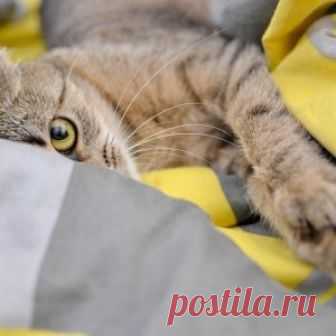 Почему кот спит на человеке: что означают его позы и выбранное место
