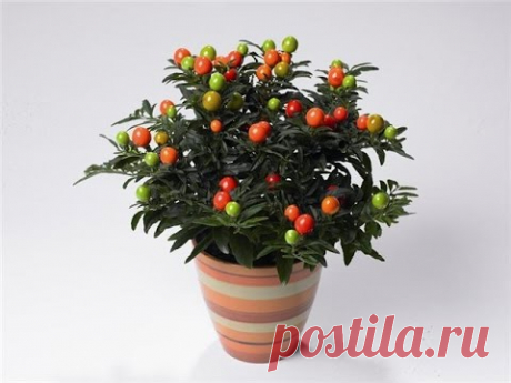 15 ЯДОВИТЫХ КОМНАТНЫХ РАСТЕНИЙ #poisonous_plants #ЯДОВИТЫЕ_РАСТЕНИЯ #ПУАНСЕТТИЯ #43 #oldenburgru - YouTube