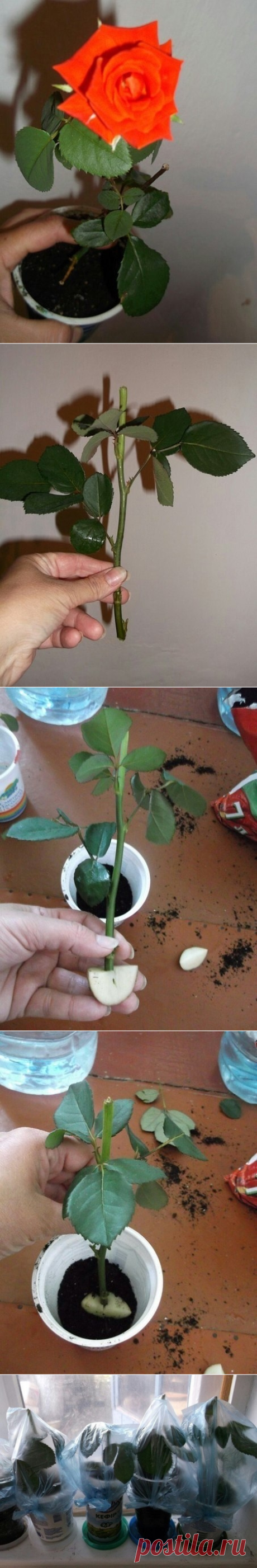 Укореняем розу из букета