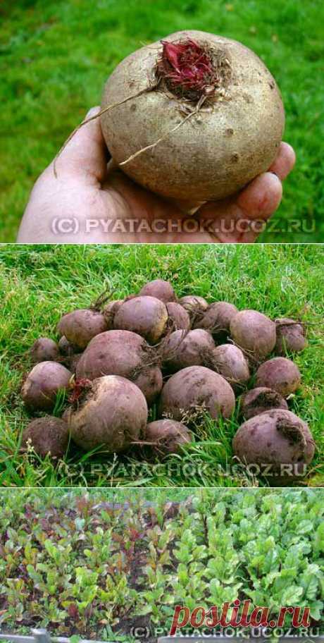 Способ выращивать свеклу на растительных остатках.
