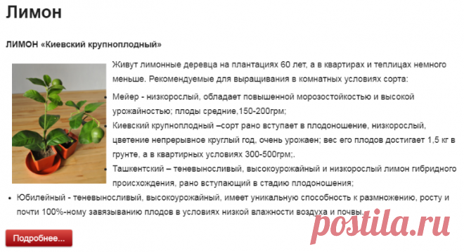 ✿❤✿❤✿ Tropikanka.kiev.ua | ЛИМОН «Киевский крупноплодный» – Уход по всем правилам | ТРОПИКАНКА – Лучший магазин экзотических растений