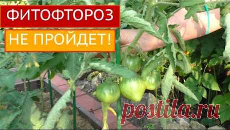 ПОСЛЕ ЭТОГО ВЫ ЗАБУДЕТЕ ПРО ФИТОФТОРУ!!!
