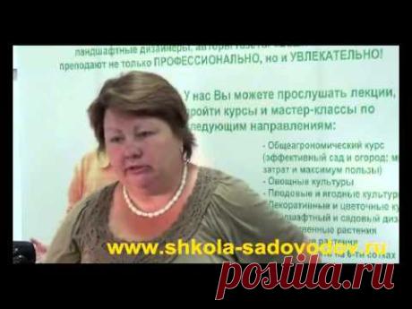 ЗЕМЛЯНИКА. Секреты высоких и стабильных урожаев