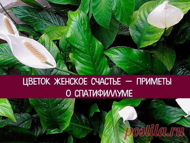Цветок Женское счастье — приметы о спатифиллуме - Эзотерика и самопознание