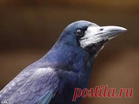 Птицы, которые боятся смерти | Все умницы