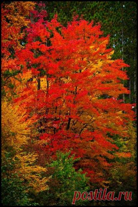 Donna Hensley - Google+ | My Autumn
