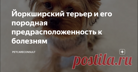 Йоркширский терьер и его породная предрасположенность к болезням Статья автора «ВетБлог» в Дзене ✍: Здравствуйте, дорогие владельцы питомцев!
