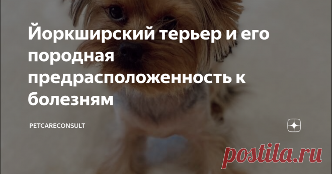 Йоркширский терьер и его породная предрасположенность к болезням Статья автора «ВетБлог» в Дзене ✍: Здравствуйте, дорогие владельцы питомцев!