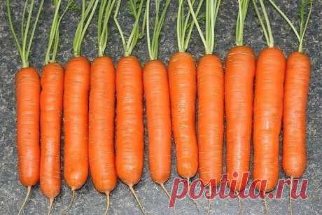 Я морковь сею следующим образом. 
Морковь любит глубоко возделанную плодородную почву. Не прореживаю, почти. Поступаю следующим образом: за 10-12 дней до посева семена моркови завязываем в тряпочку ( посвободнее). Закапываем во влажную землю на штык лопаты ( важно!). 
В течение этого срока из семян выветриваются эфирные масла, которые мешают семенам прорасти. По истечении указанного срока откапываем узелки с семенами из земли. Семена будут уже набухшие, крупные, почти прор...