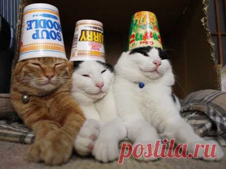 Когда коты хотят отдохнуть, их ничто не беспокоит - даже это!