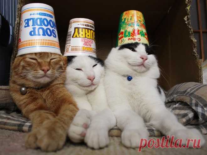 Когда коты хотят отдохнуть, их ничто не беспокоит - даже это!