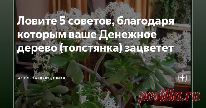 Ловите 5 советов, благодаря которым ваше Денежное дерево (толстянка) зацветет Больше десяти лет в моём доме жило денежное дерево и вот полгода назад я узнала, что оно, оказывается, может цвести! Для большинства людей цветение толстянки (или крассулы) – такой же миф, как цвет папоротника в волшебную ночь. Сегодня я поделюсь секретом своего волшебства.