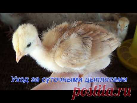 Уход за суточными цыплятами Подробно как вырастить цыплят Содержание цыплят