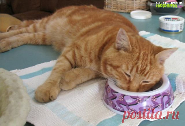 Блог Кота Моти.: Мысли Моти про мысли пиндосаф
