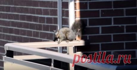 Белка спрыгивает с 21-го этажа на землю (видео)