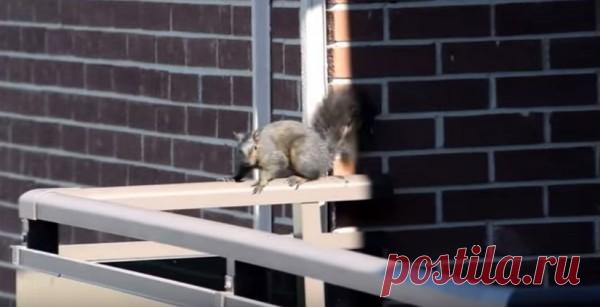 Белка спрыгивает с 21-го этажа на землю (видео)