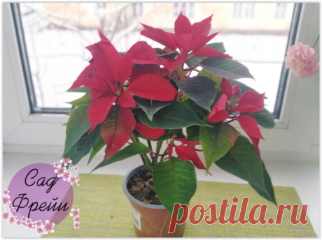 "Рождественская звезда" - красивый, но сложный цветок. Рассказываю секреты, как его сохранить в домашних условиях.