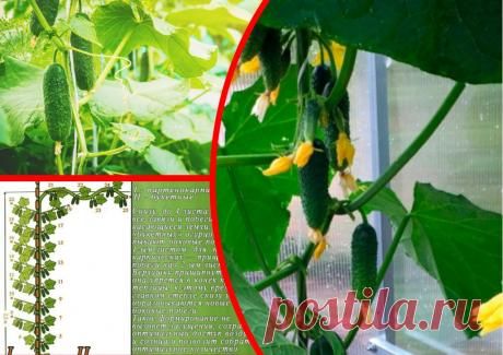 Особенности выбора суперпучковых сортов огурцов и их выращивания — рассказываю про 5 сортов, заслуживающих внимания | Лайфхакни - полезные советы на все случаи жизни | Пульс Mail.ru Чтобы собирать обильный урожай огурцов на огороде, важно ответственно отнестись к выбору семян для рассады