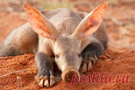 Свинья, которая на самом деле не свинья, а хищник, который ходит на цыпочках | Планетяне | Дзен