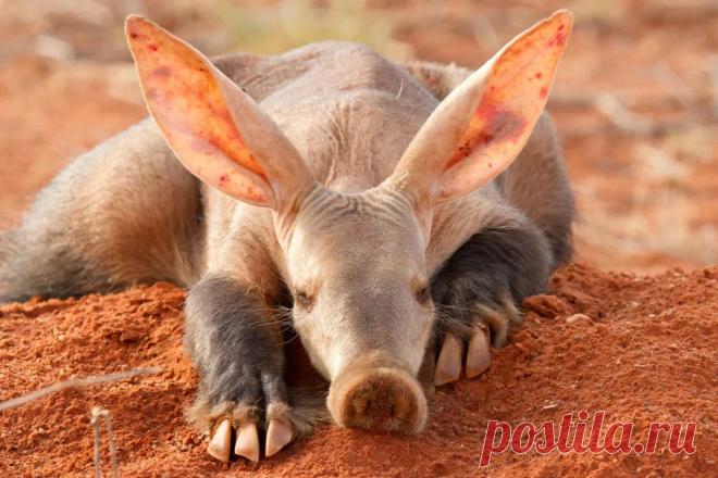 Свинья, которая на самом деле не свинья, а хищник, который ходит на цыпочках | Планетяне | Дзен