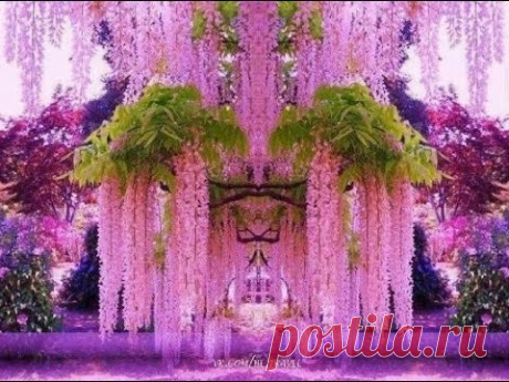 Park of flowers in Japan Ashikaga  . Парк цветов в Японии Асикага