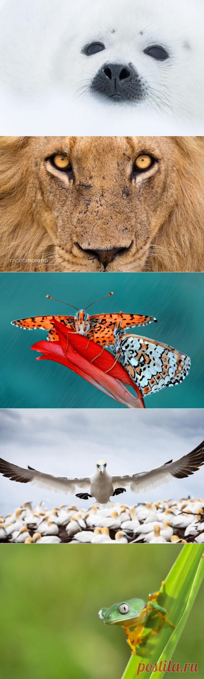 20 фотографий, на которых природа смотрит на тебя