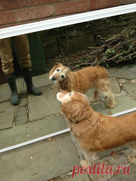Домашние и не одомашненные зверёныши | Позитив в картинках и не только