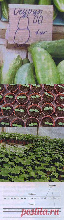 Без заголовка.