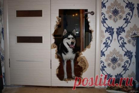 Хозяин, приветик! Я немножко скучал