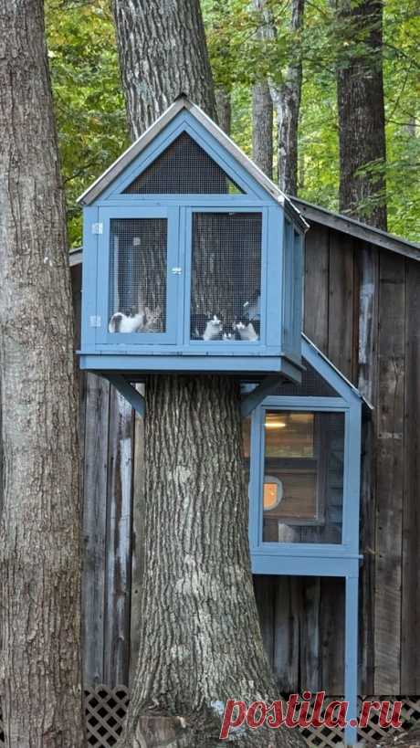 кошкин дом