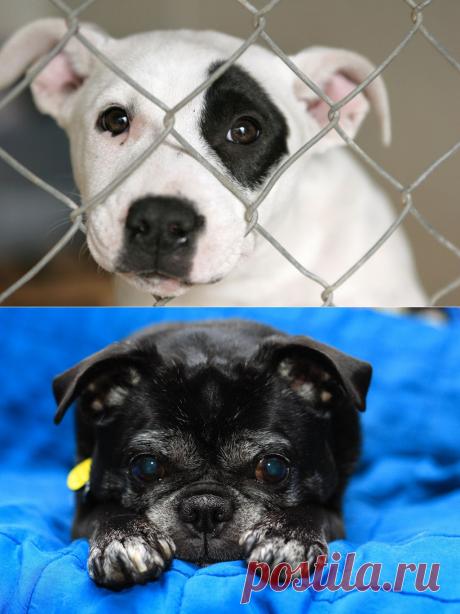 Грустные щеночки • НОВОСТИ В ФОТОГРАФИЯХ