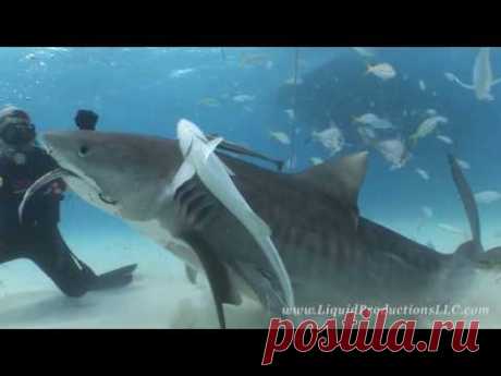Tiger Sharks of Tiger Beach