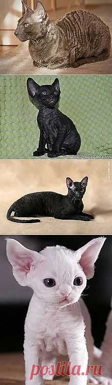 Представители породы Корниш Рекс