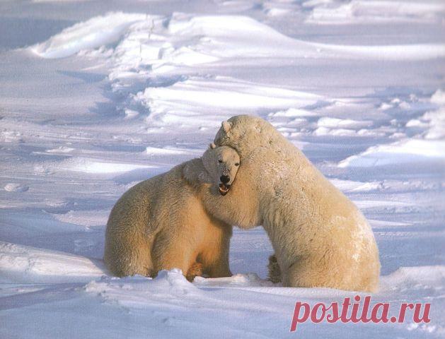 Клуб любителей кошек!
Владимир Круглушин