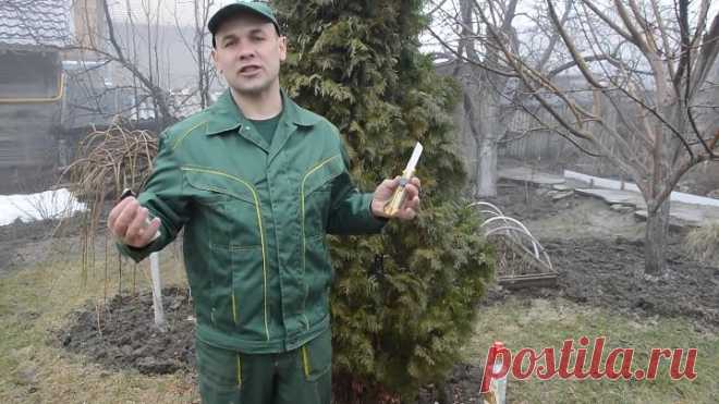 Прививка деревьев. Как и зачем делать прививку деревьев. Садовод