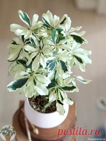 Комнатные растения. Шеффлера Шеффлера (гептаплеурум) 🌿Шеффлера &mdash; красивое и необычное декоративное растение с эффектными пальчатыми листьями.ОсобенностиЛистья сложные, пальчатые, могут быть однотонными ярко-зелёными или пёстролистными.Растение отличается неприхотливостью и медленным, но уверенным ростом, со...