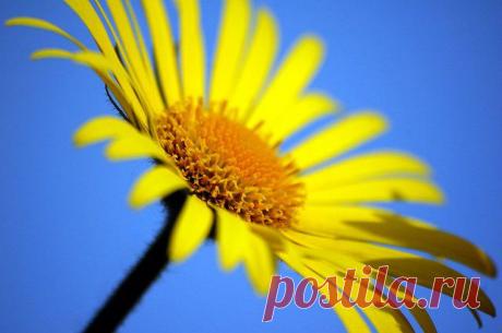 солнышко: 51 тыс изображений найдено в Яндекс.Картинках