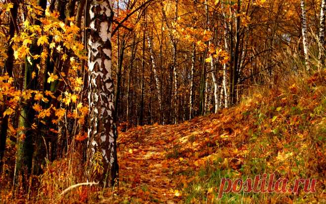 autumn-42593.jpg (Изображение JPEG, 2560 × 1600 пикселов) - Масштабированное (31%)