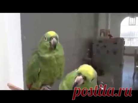 Пара пьяных попугаев после вечеринки